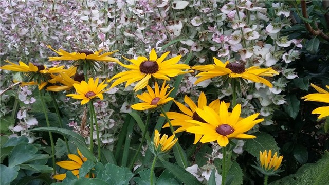 rudbekija