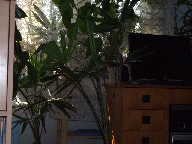palme