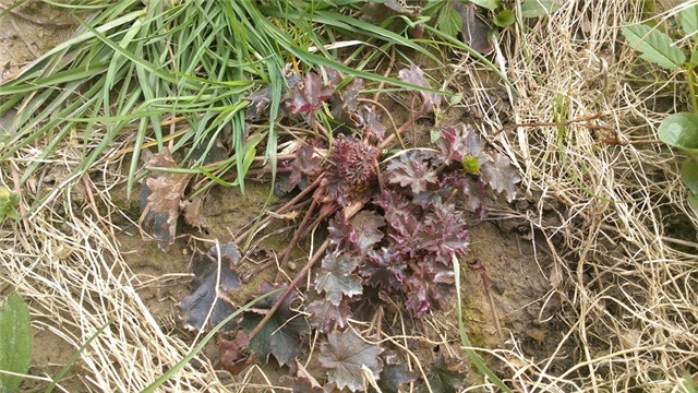 heuchera