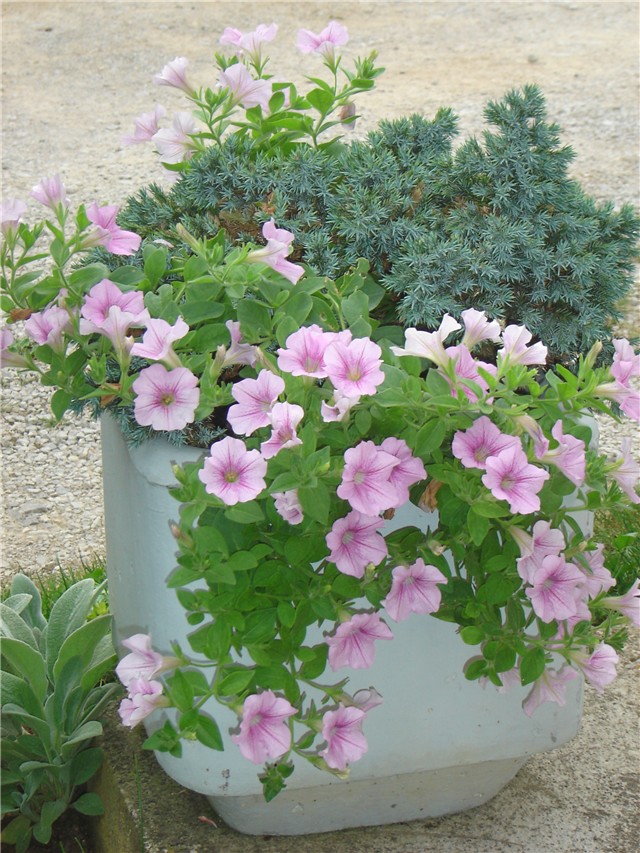 petunija