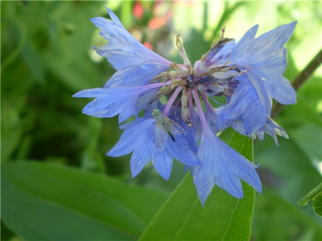 plavi cvijet i muha
