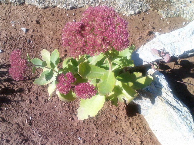 Sedum Herbstfreude 