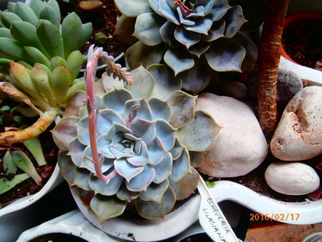 echeveria