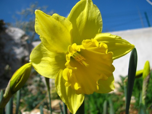 Narcissus - 