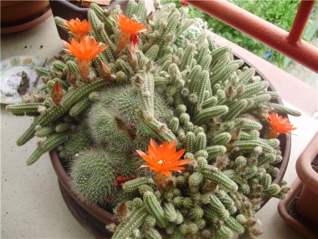 kaktusi