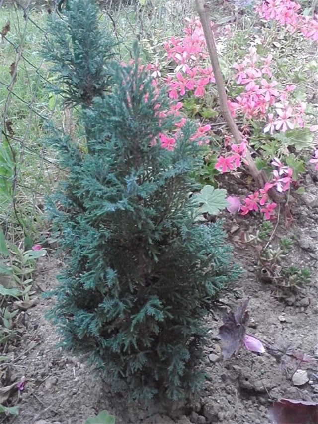 sjeverna strana