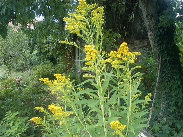 solidago