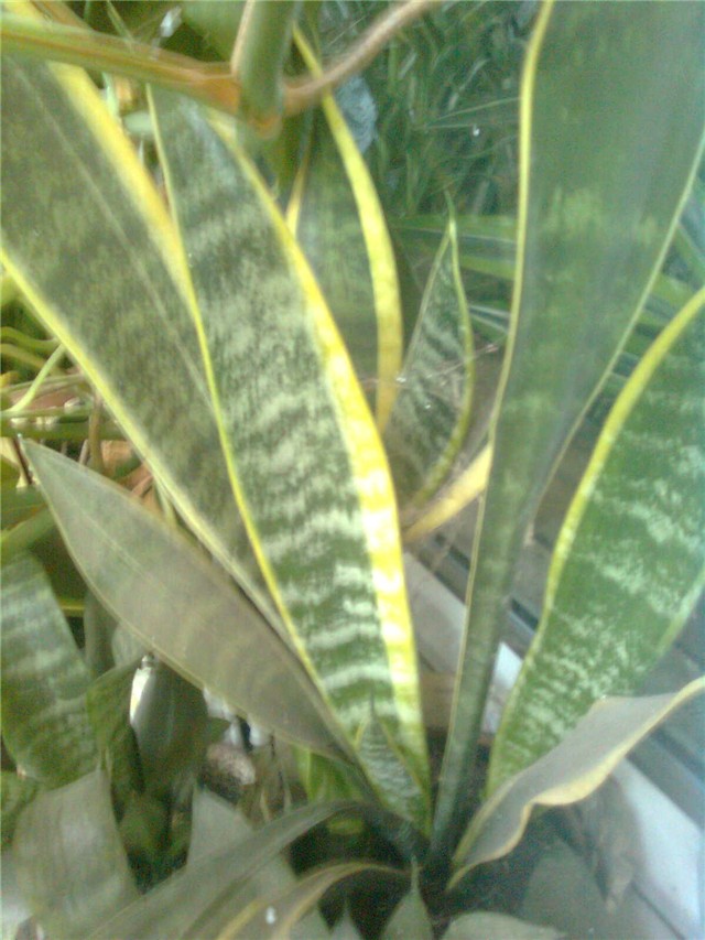 sansenveria2