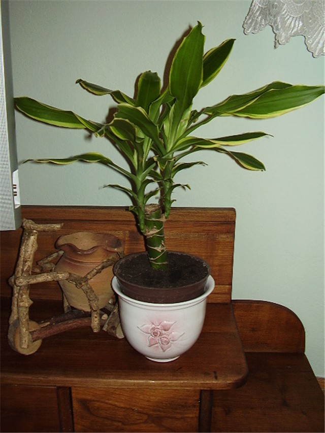 Dracena