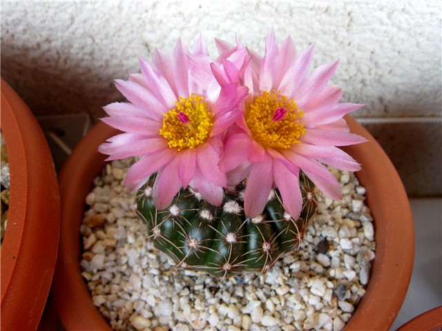 Notocactus uebelmannianus