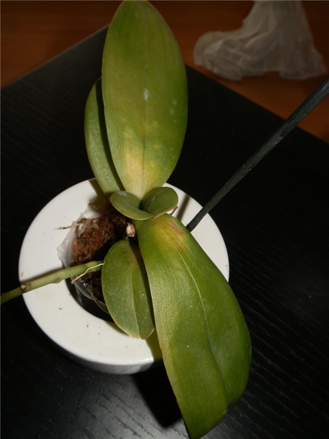 mini-phalen
