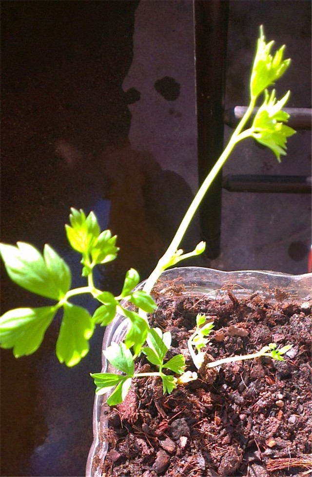 dicentra spectabilis