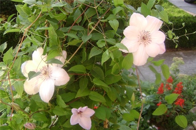 klematis