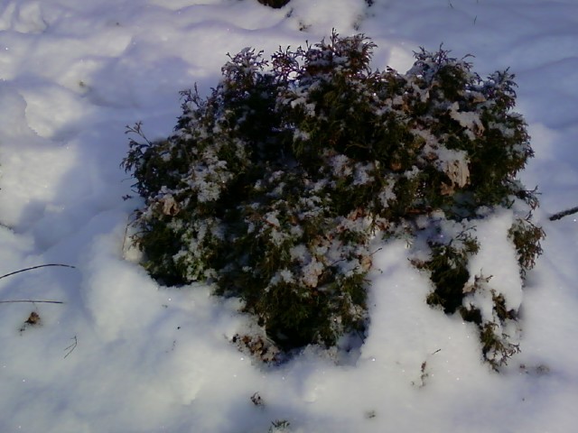 grm pod snijegom
