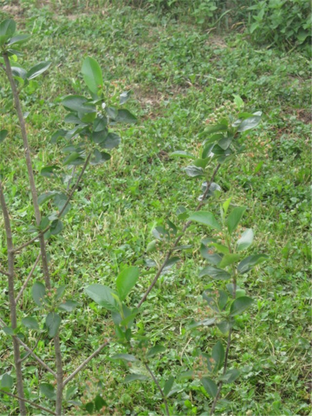 aronija