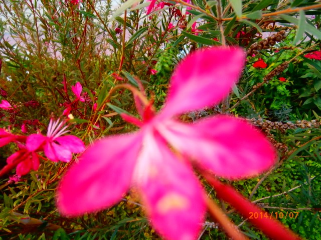 gaura