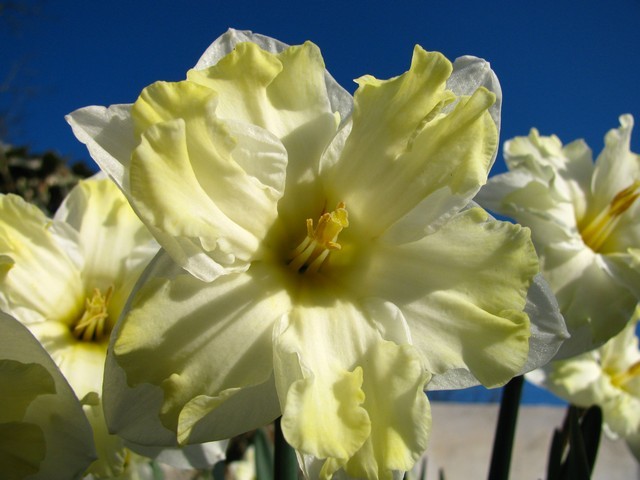 Narcissus 