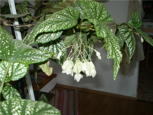 cvijet