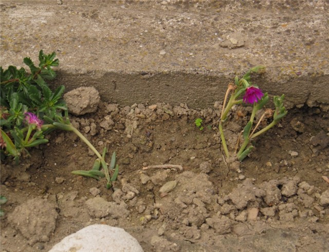 Delosperma cooperi