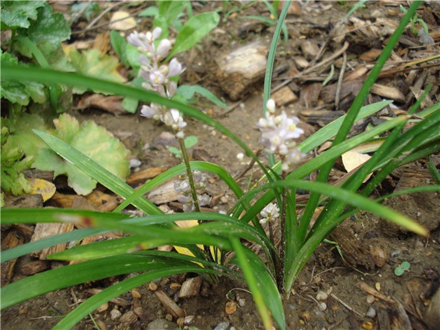 Ophiopogon