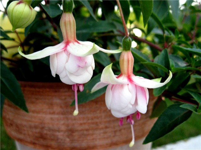 Fuchsia