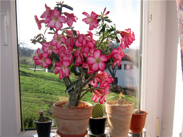 Adenium obesum