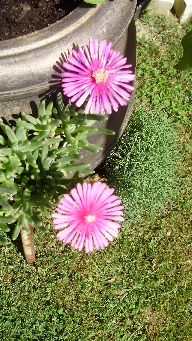delosperma cooperii