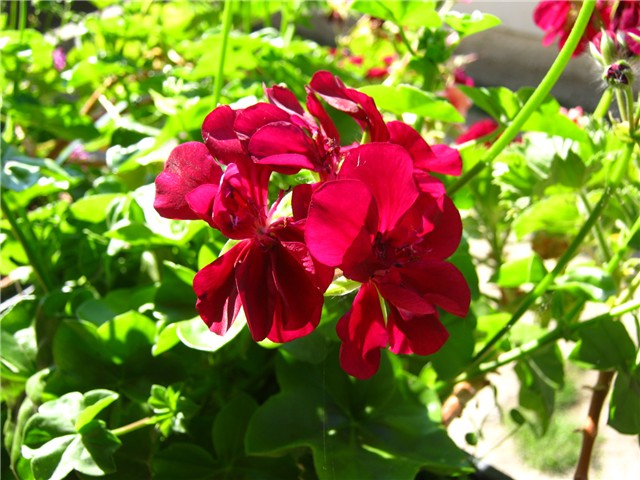 pelargonije