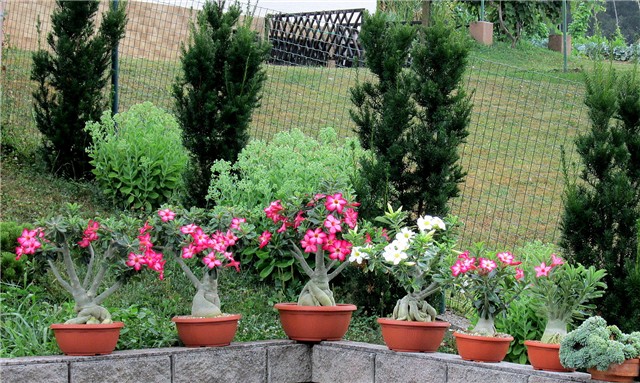 Adenium obesum
