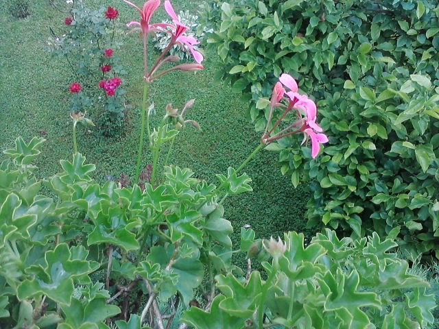 pelargonije roze viseće
