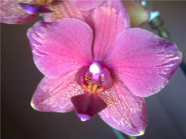 Phalaenopsis crveni