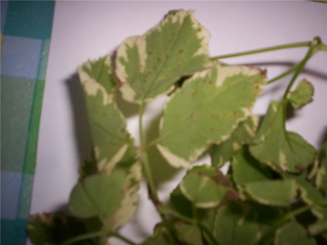 Horti%20-flanci%20
