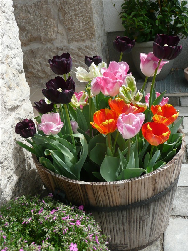 tulipani