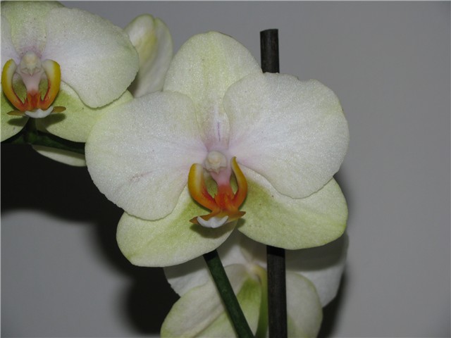 orhideja uvećano