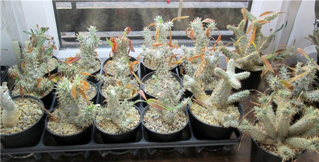 pachypodium seedlings