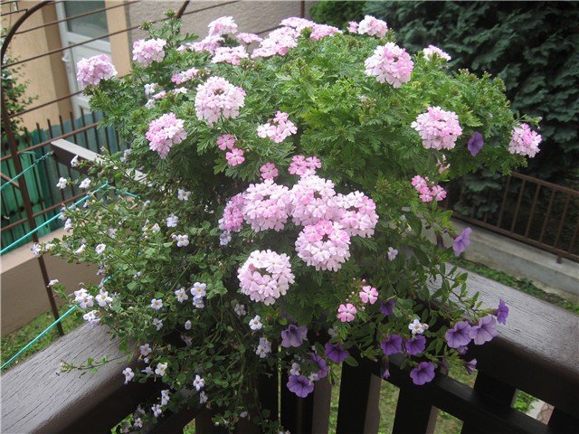 Verbena