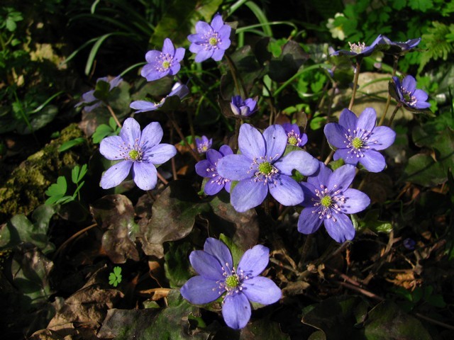 Hepatica nobilis