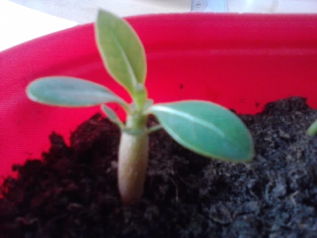 adenium obesum