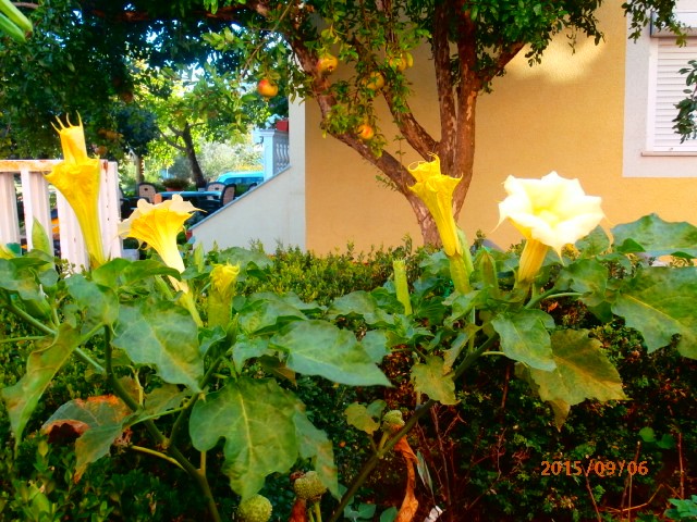 datura
