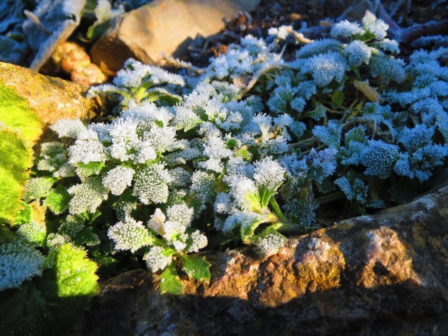 ružičasta aubrieta