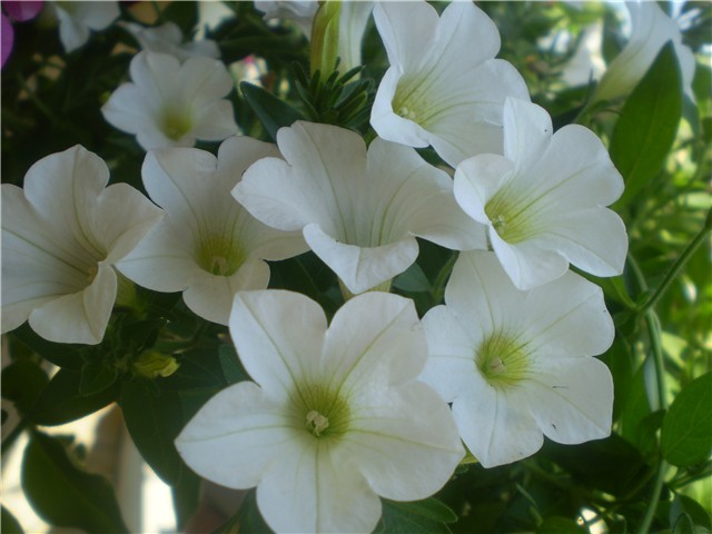 bijelo cvijeće