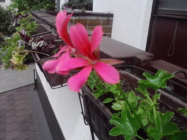 pelargonije roze viseće