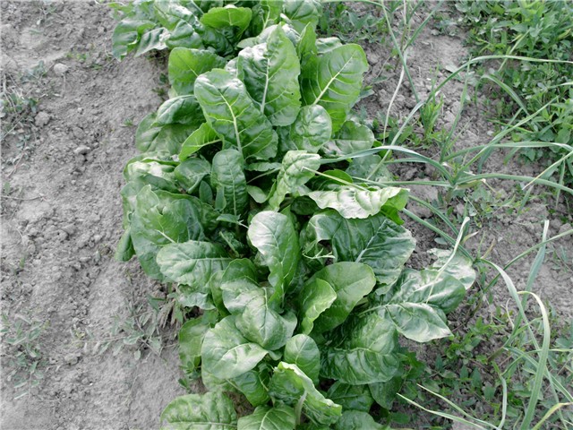 srebrnolisna blitva1