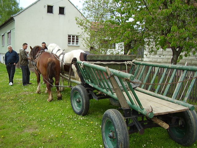 Konji