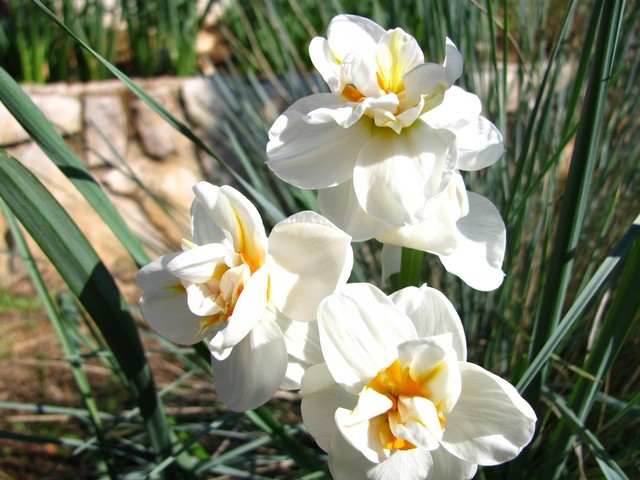 Narcissus 