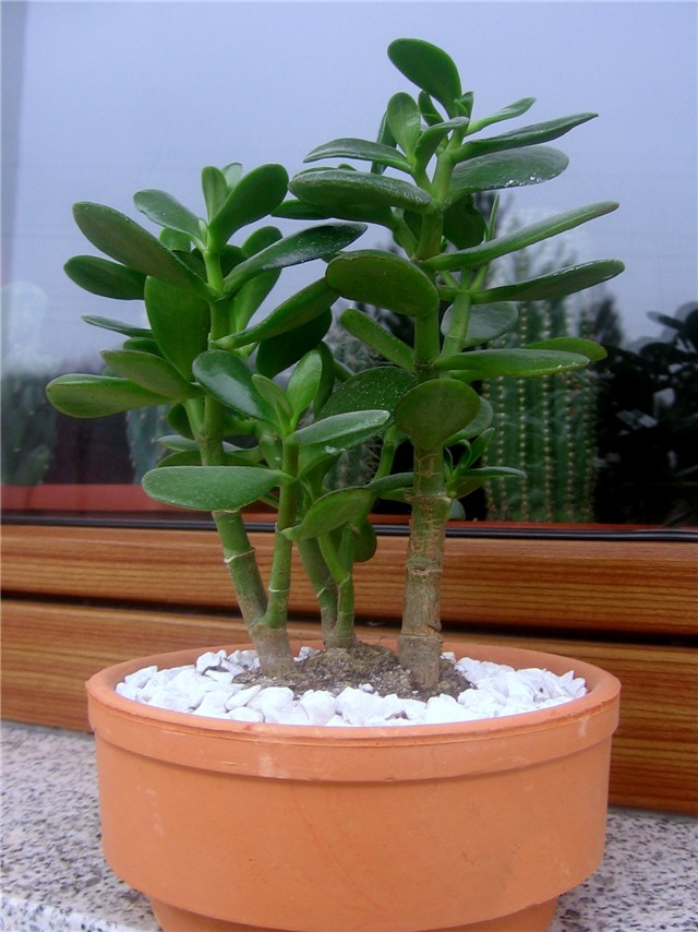 Crassula ovata