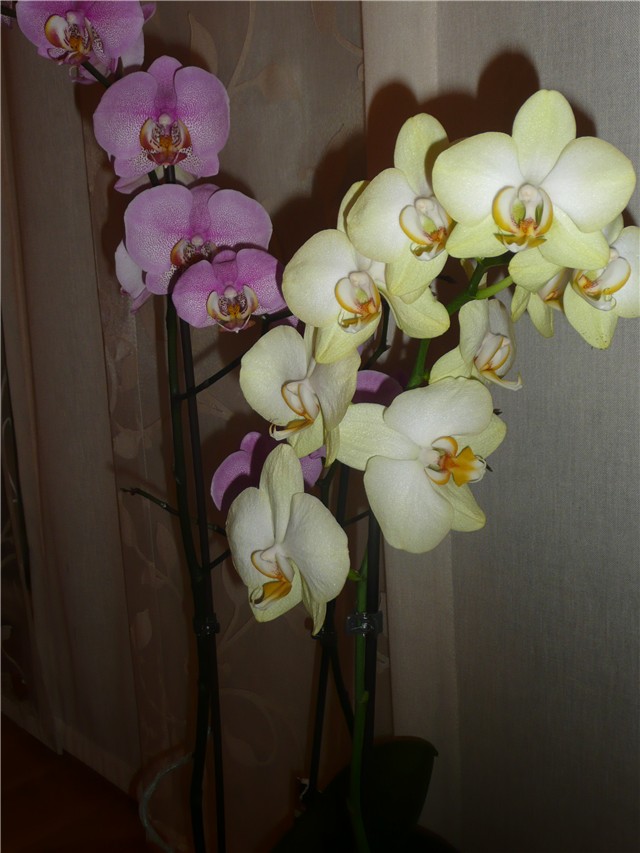 phaleonopsis