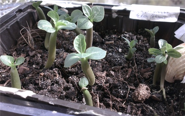 adenium arabicum