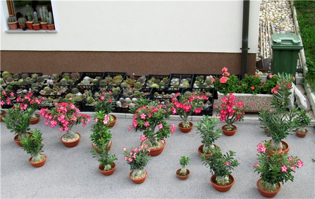 Adenium i kaktusi