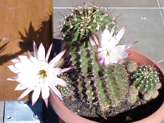 Kaktus u cvatu (Echinopsis oxygena)